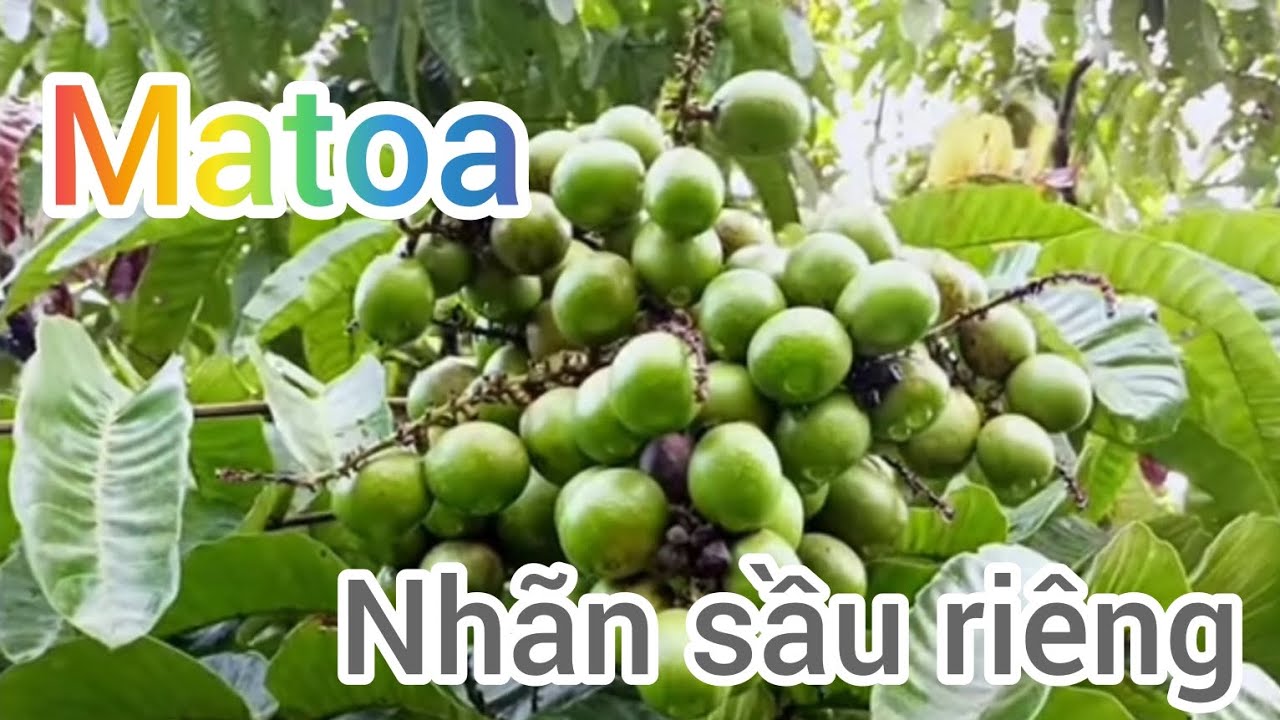 Tìm hiểu cây Matoa ( nhãn sầu riêng)#matoa #nhansaurieng#lamvuon #nongnghiep