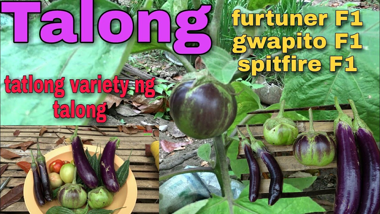 Tatlong variety ng talong sa garden