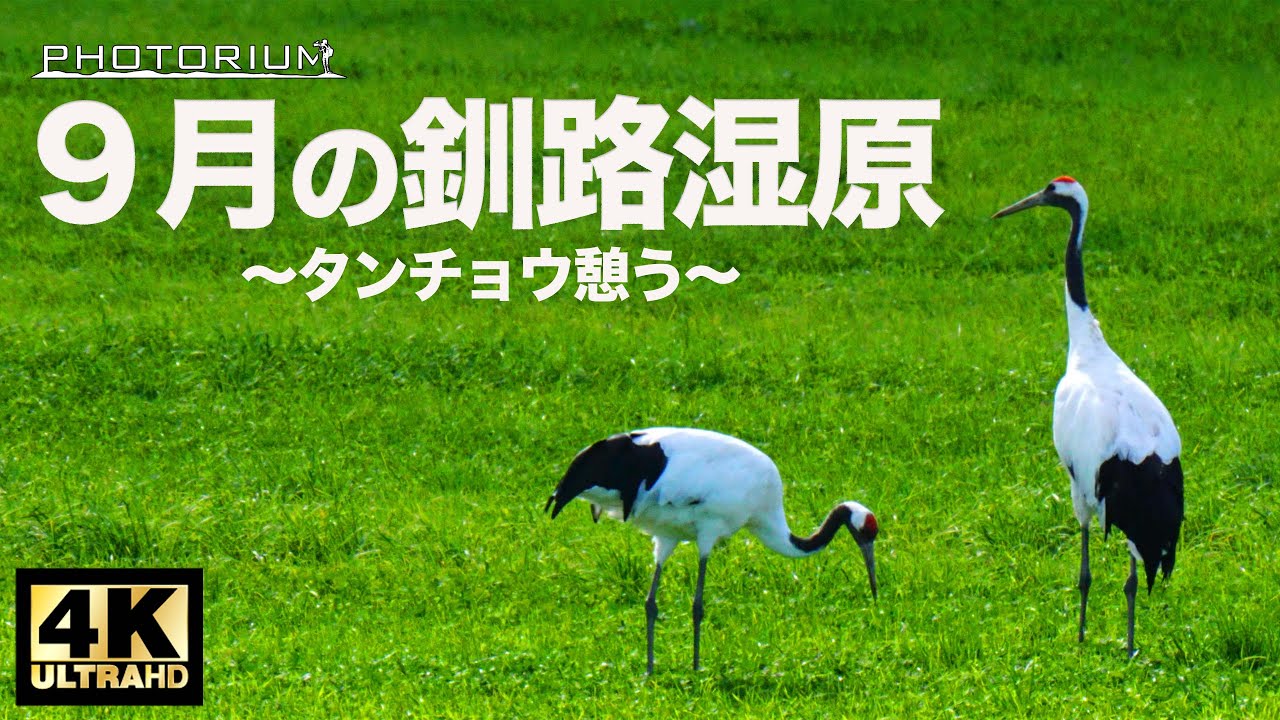 PHOTORIUM＃077【美しきタンチョウ】釧路湿原 /川霧といきものたち/リラックスや睡眠用免疫力アップ 作業用や睡眠用にもどうぞ / #自然音