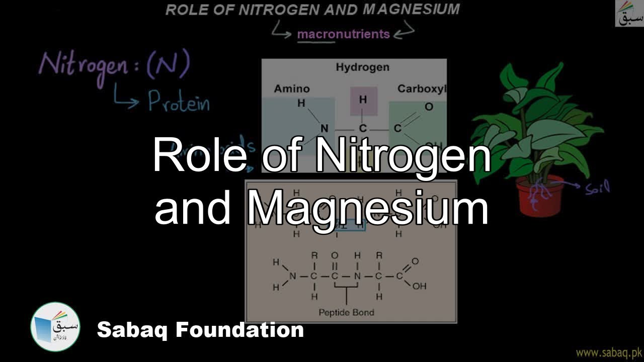 Role of Nitrogen and Magnesium, Biology Lecture | Sabaq.pk