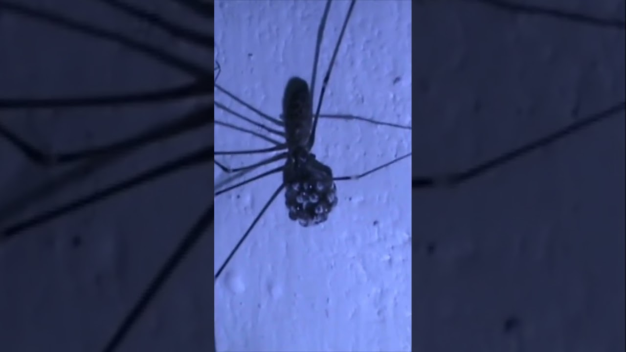 Daddy Long Legs Spider with eggs 