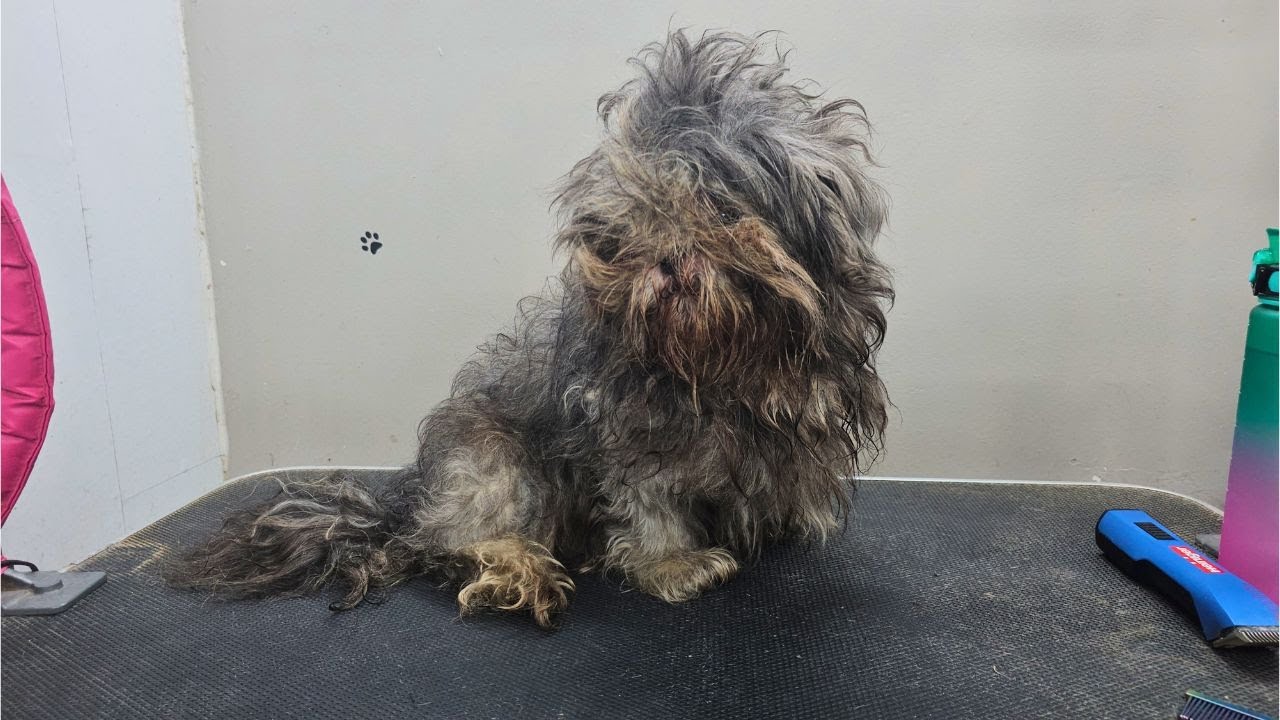 Saving This Matted Rescue Dog: The Ultimate Transformation