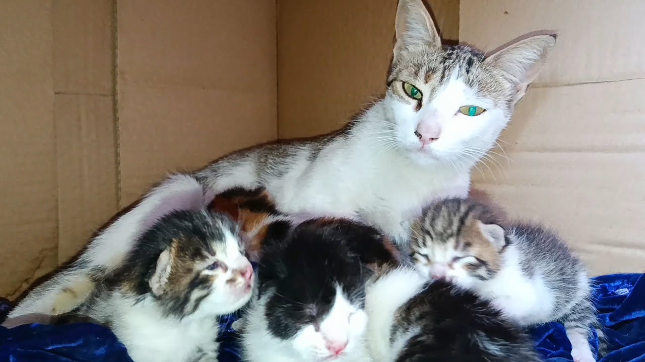 Baby kittens about to open their eyes for the first time with their mother cat