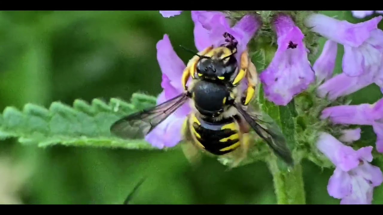Wollbienen im Heilziest, im Wiesensalbei und in der Bunten Kronwicke