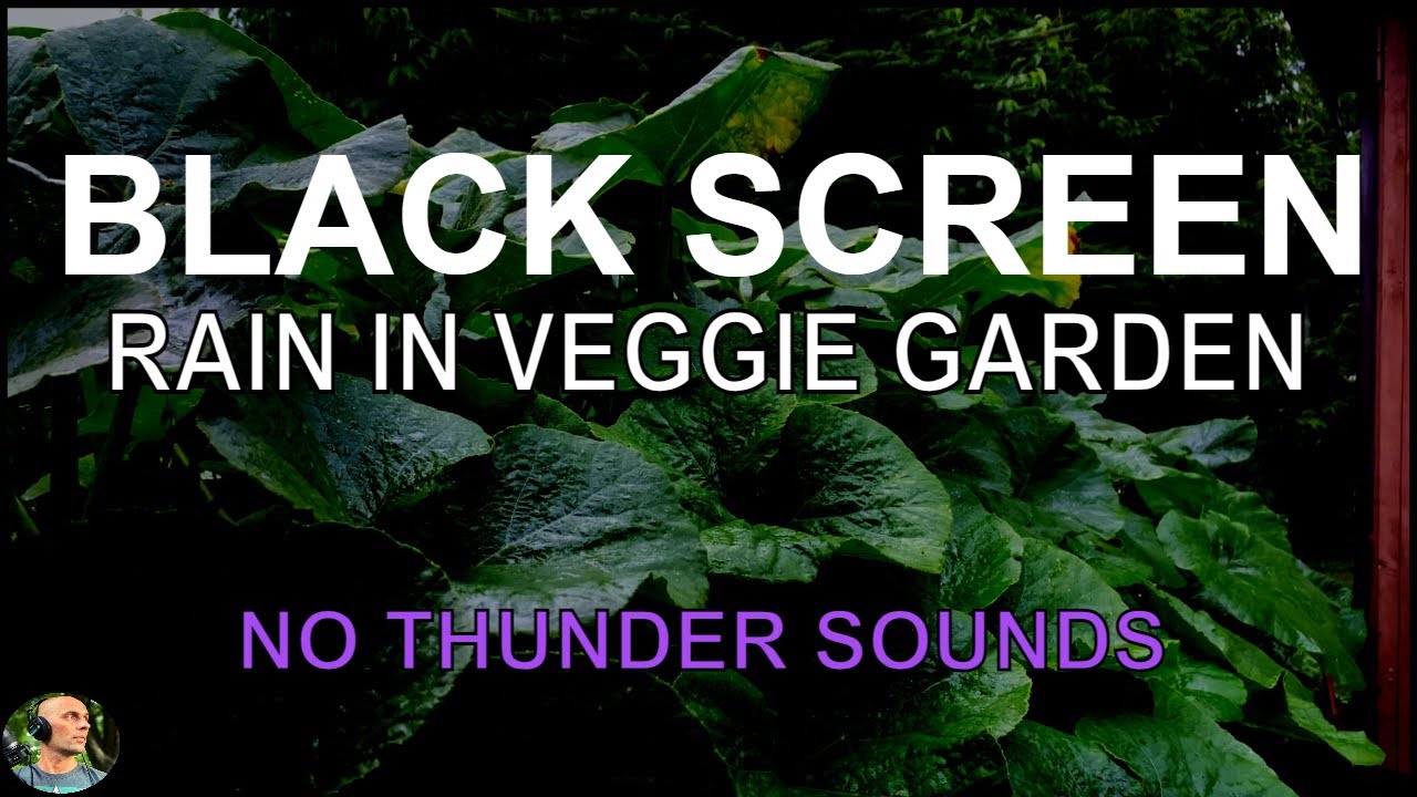 Heavy Rain Sounds For Sleeping, Rain On Leaves in Veggie Garden, Rain No Thunder Black Screen