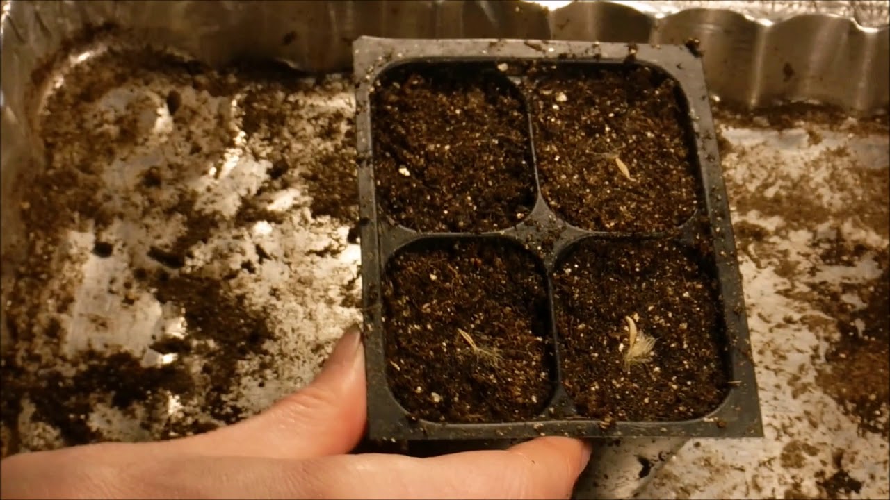 how to grow gerbera daisy from seed, how to germinate gerbera daisy seeds