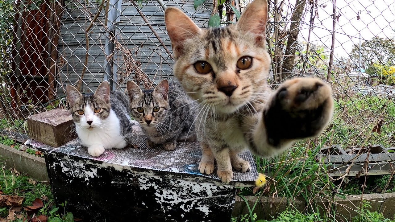 Котята брошенные в парке подвергаются нападению ворон