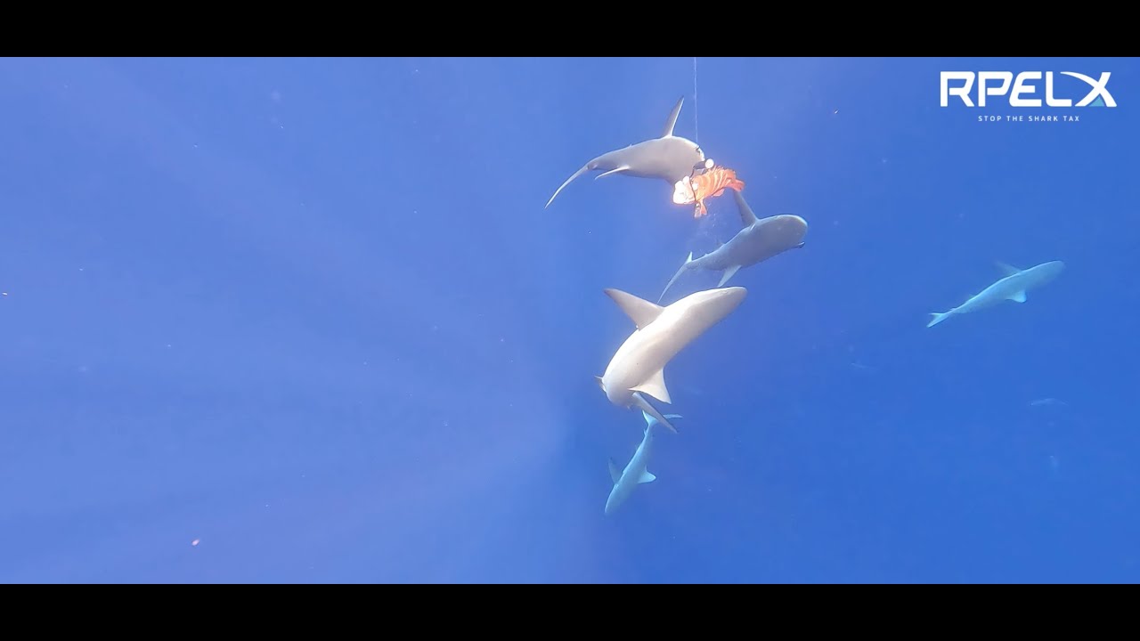 ZERO FISH LOST TO SHARKS : Rpelx shark deterrent for fishing - proof it works!