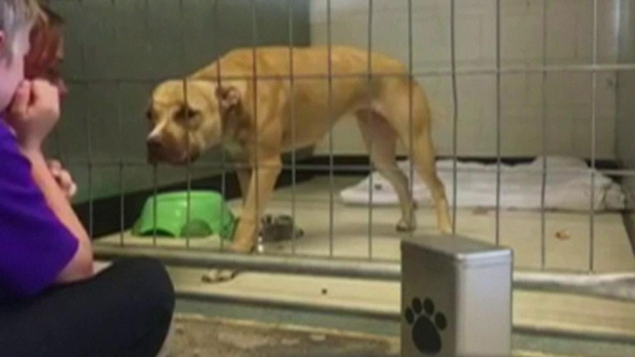 Hond met trauma leeft op door kind