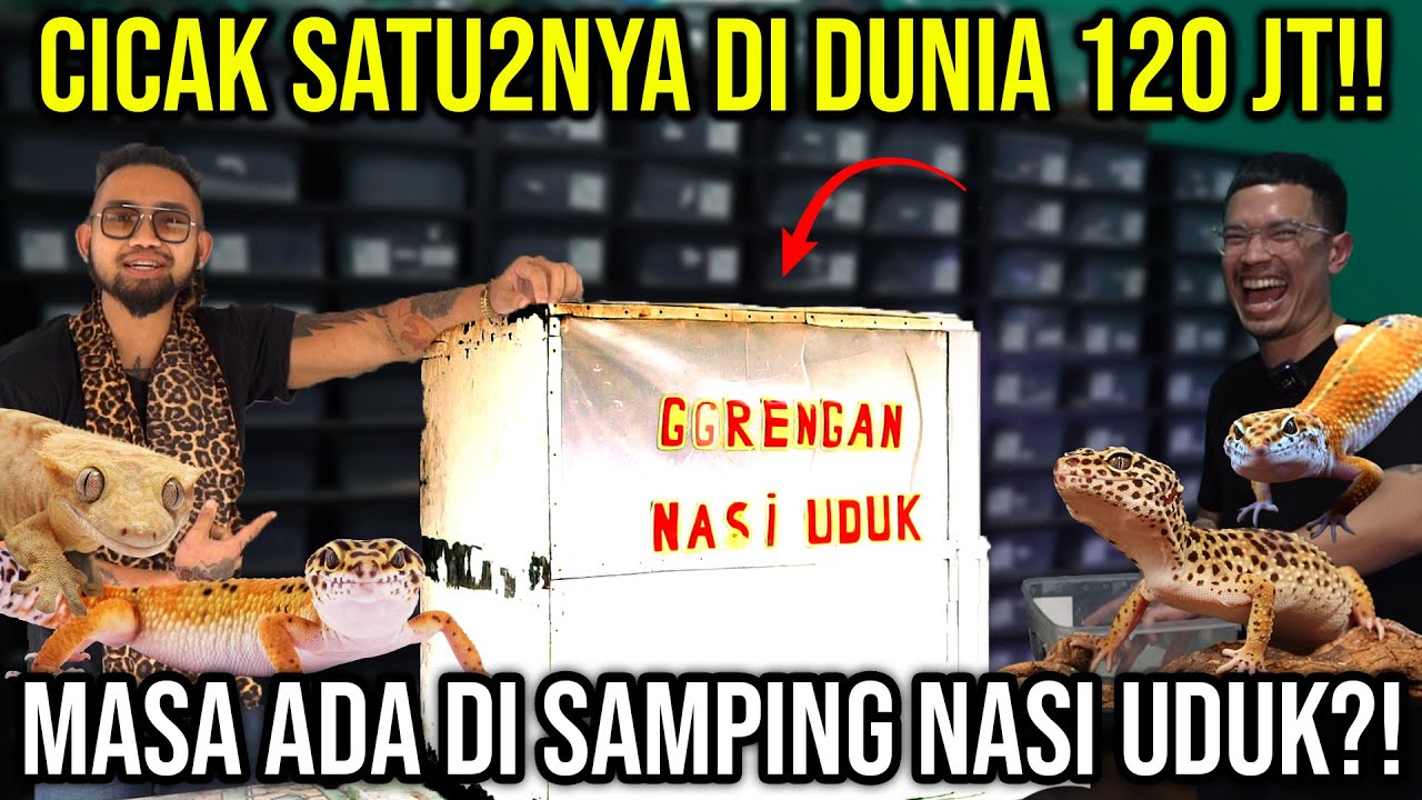 CICAK SATU2NYA DI DUNIA 120JT!! MASA ADA DI SAMPING NASI UDUK?! OUT OF SPACE GECKO #KINGOFTHEJUNGLE