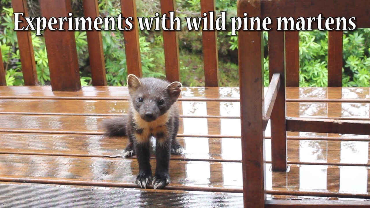 Pine marten experiments