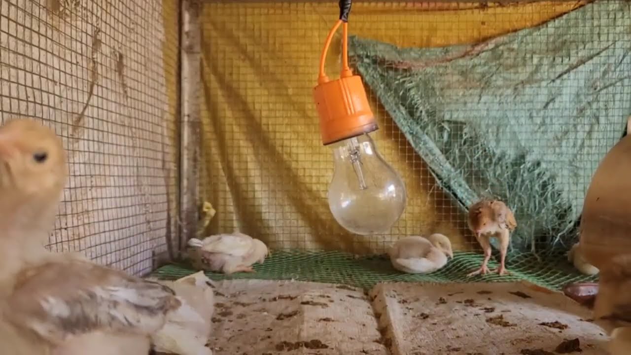 客様が来られて眠れませんでした。👂🌿Vol.06
