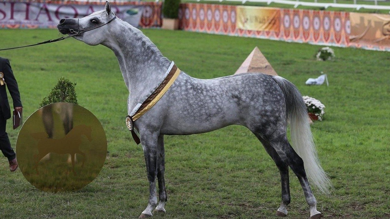أفضل الخيول المصرية في الإنتاج في العالم عام 2025 🏆 Best Straight Egyptian Sires In The World 2025