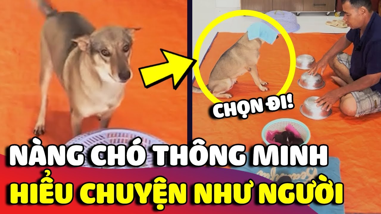 Nàng chó thông minh 'HIỂU TIẾNG NGƯỜI', như được 'ĐẦU THAI' từ kiếp trước 😂 | Gâu Đần