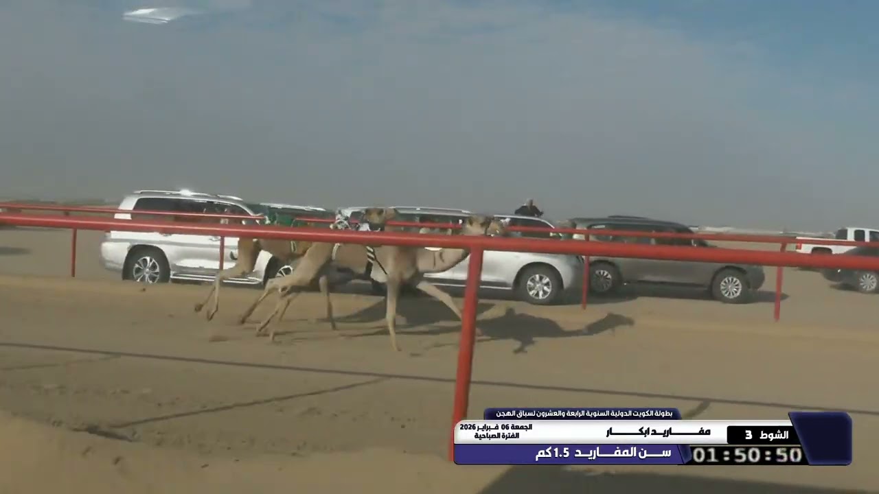 3 الشوط الثالث مفاريد ابكار الجمعة 06 02 2026