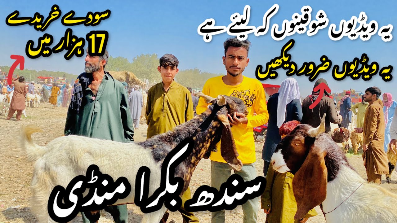 Sindh Bakra Mandi Latest Update 15 January 2026 😍| Bakra Mandi 2026 😱