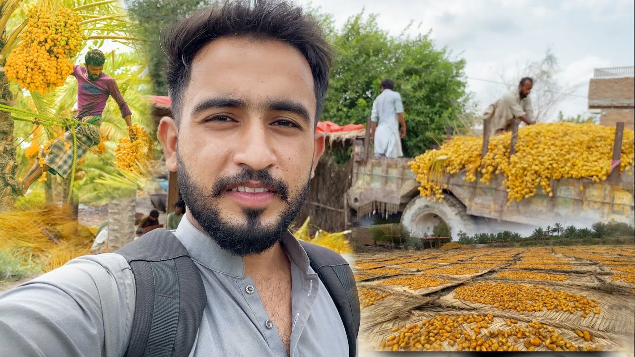 Khairpur ki mashoor khajoor | khajoor ko Tayar karna ka tareeka | Most famous khajoor in khairpur