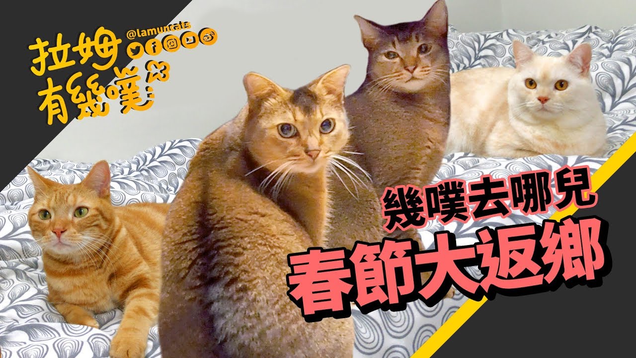 貓咪過年父子團圓 老爸竟出手打兒子｜拉姆有幾噗 ♧