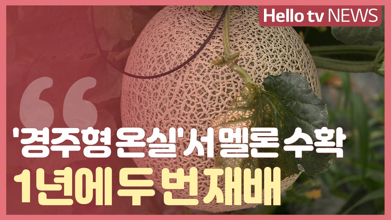 '경주형 온실'서 멜론 수확…1년에 두 번 재배