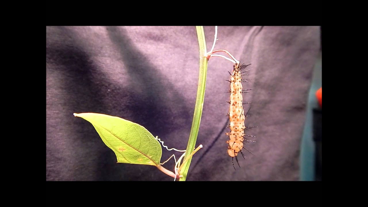 Pupation Part 2
