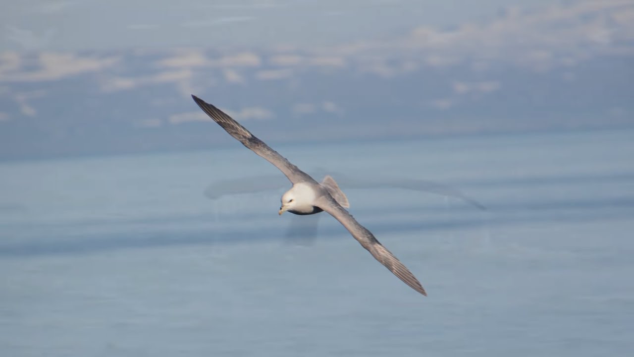 Birds of Iceland. Wildfowl Cam | Humane Birding