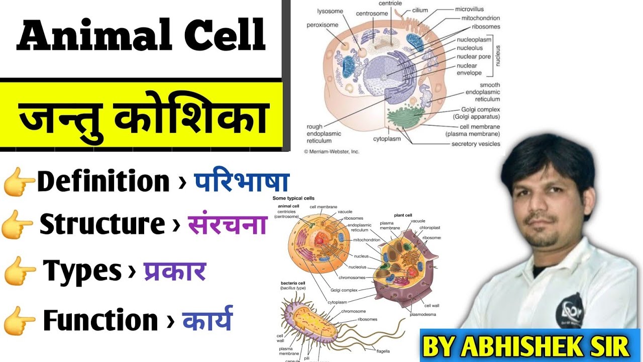 🔬 Animal Cell for Nursing Students | GNM & BSc Nursing | Quick Learning by Abhishek Sir 👩‍⚕️👨‍⚕️