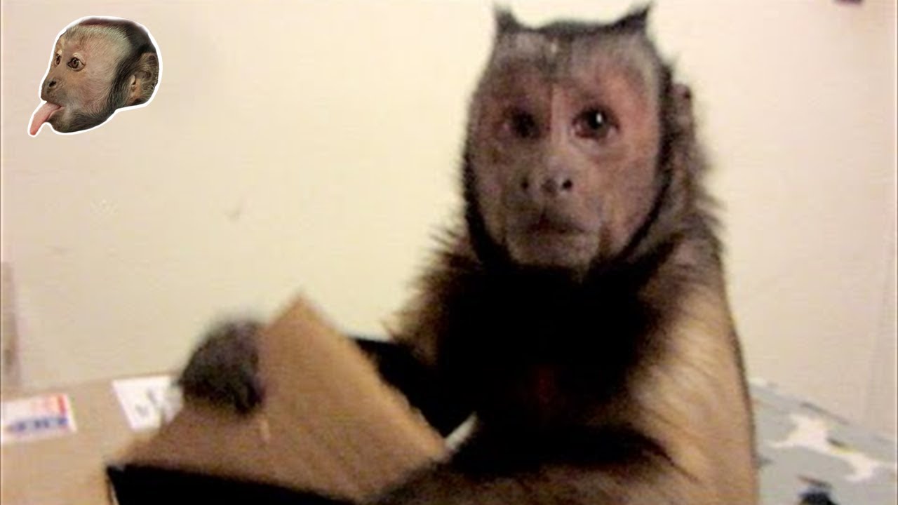 Время почты MonkeyBoo!
