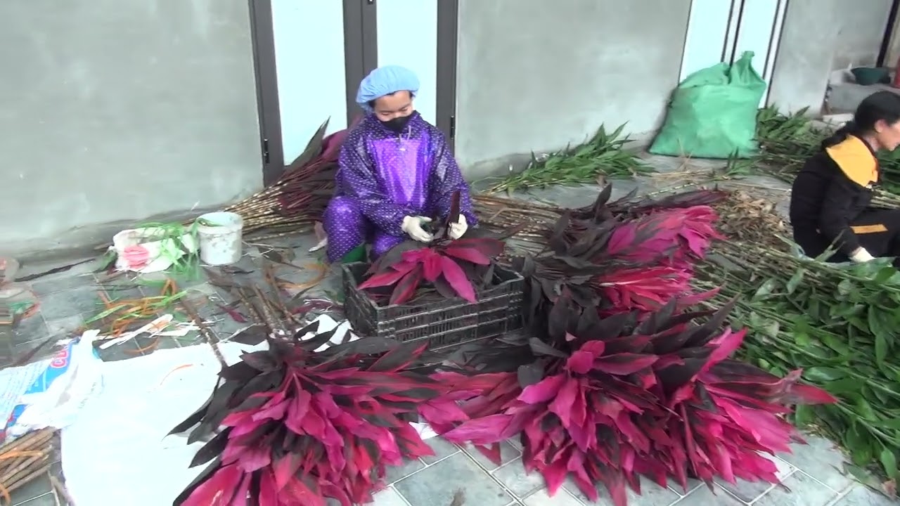Cây lộc đỏ  được giá các nhà vườn  phấn khởi cười 🤣 đứt cả  trun quần 