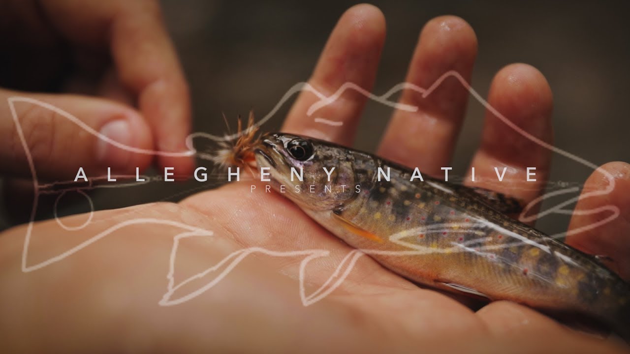 Booted Out | An Allegheny Native Day Filming and Fly Fishing
