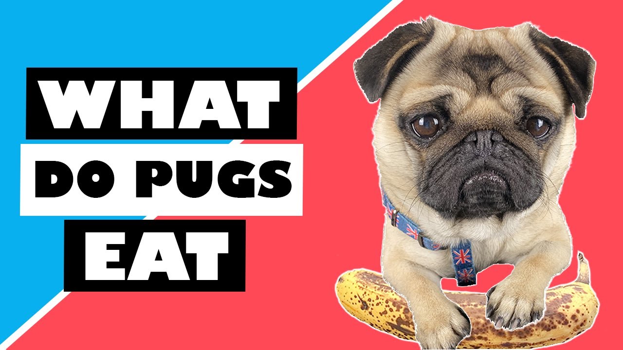 What can a Pug Dog Eat? 😋 Healthy Pug eats Fruit and Vegetables!