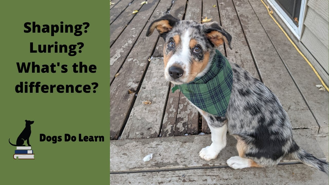 Shaping vs Luring - Dog Training Techniques Explained