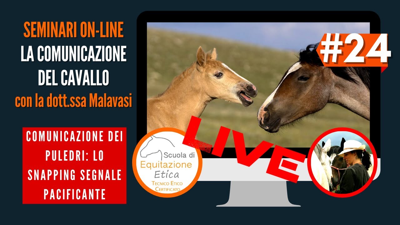 Equin(d)i? La comunicazione del cavallo #24 Snapping: la pacificazione dei puledri