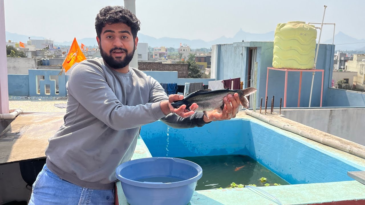 Koi Fish Pond Me Big Size Shark Add Kar Dii 😳