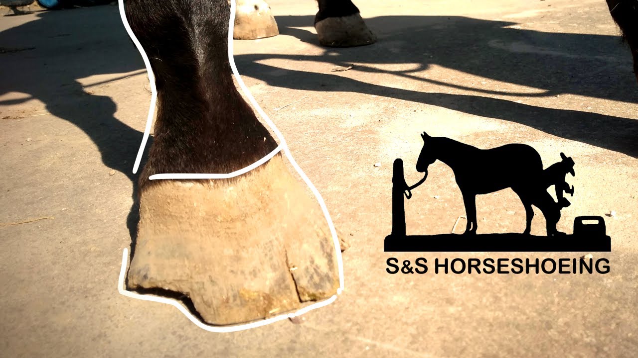 TRIMMING a RESCUE horse With RINGBONE // Satisfying