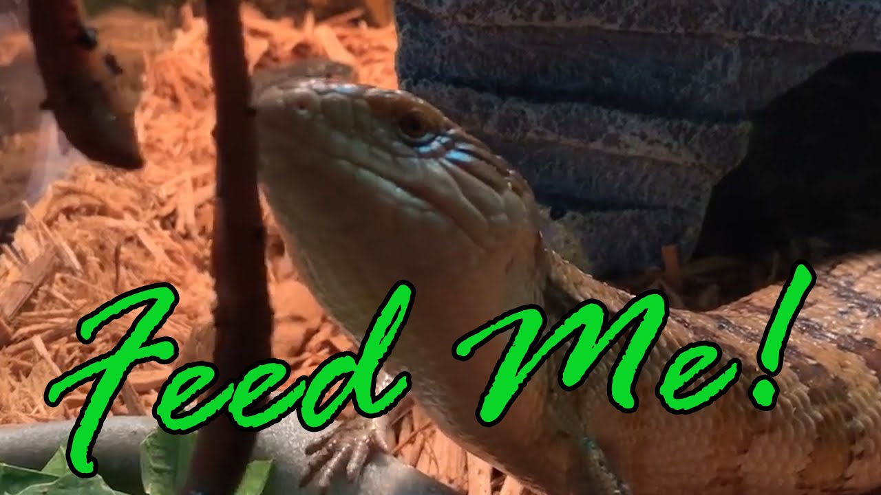 Blue tongue skink quick feed