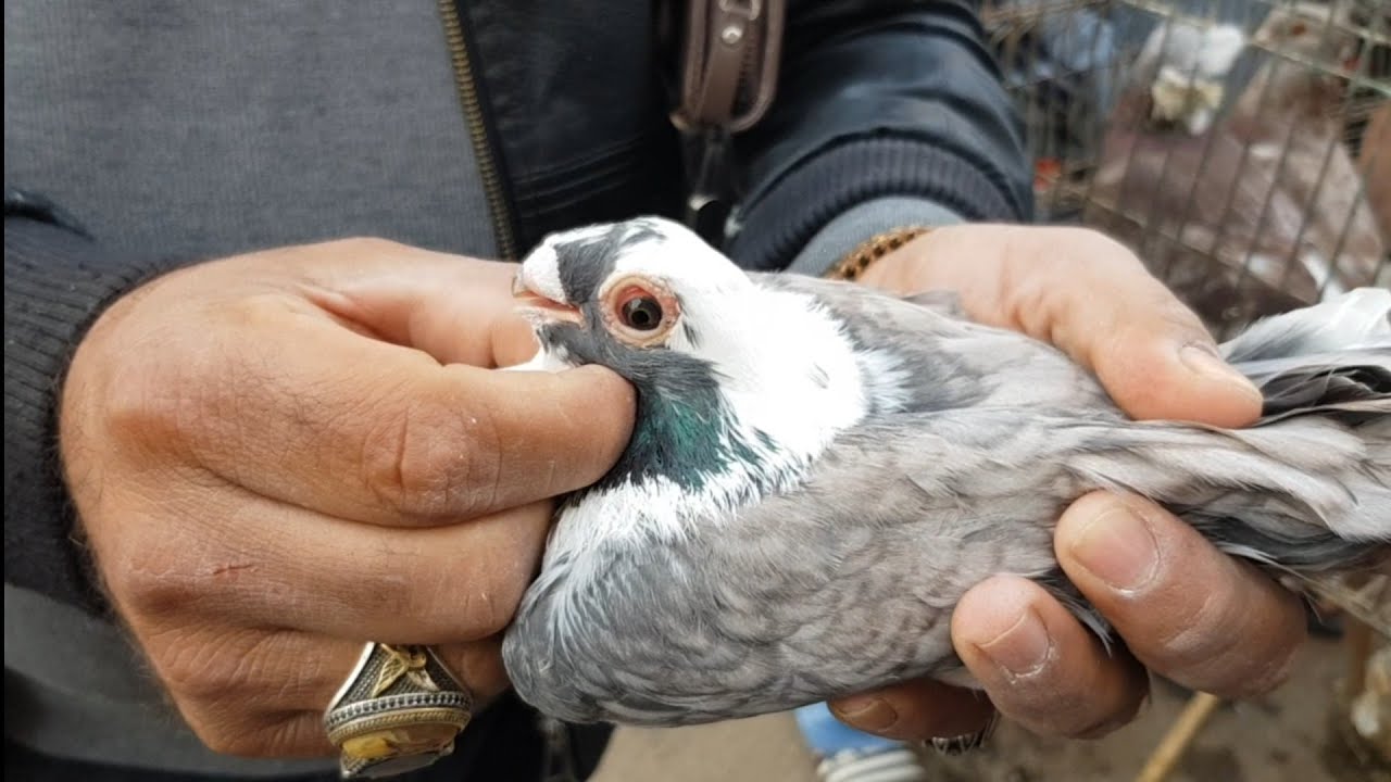 مستويات جميله بأسعار متوسطه من سوق المحله الكبري ، الجزء الثاني،Egyptian pigeons market 2021/12/3