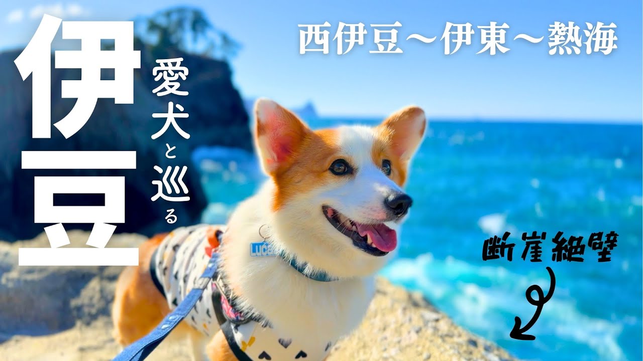 【絶景！グルメ！わんこ足湯に遊覧船！】愛犬と伊豆を大満喫！伊豆の松島『堂ヶ島』・浄蓮の滝・伊東マリンタウン・熱海サンビーチ