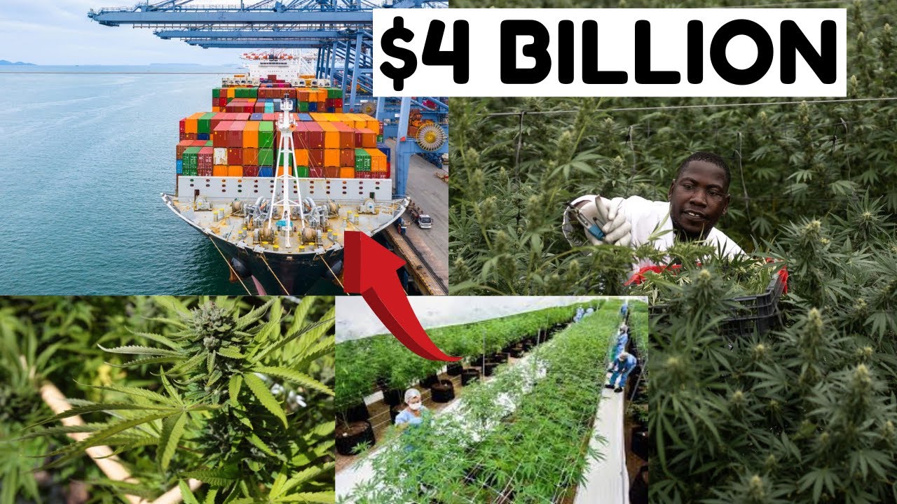 Ghana Grows The 'Best' Weed(M&agrave;r&icirc;j&ucirc;&aacute;n&auml;ś); Why are We Not Capitalizing on it?