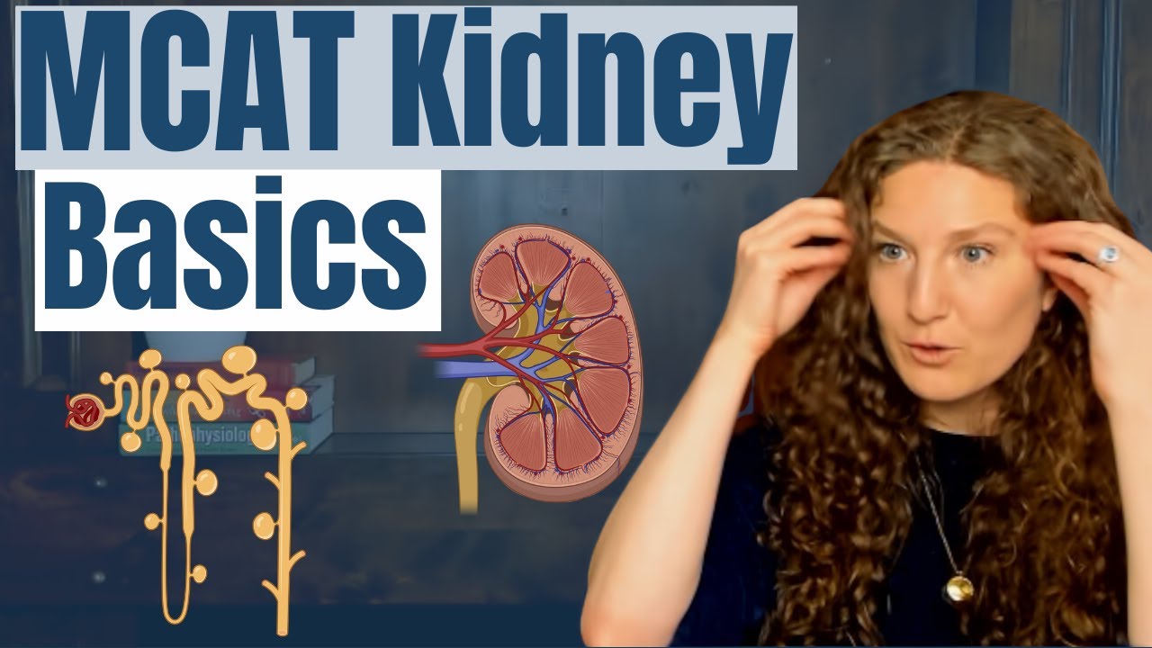 Биология MCAT: Основы почек