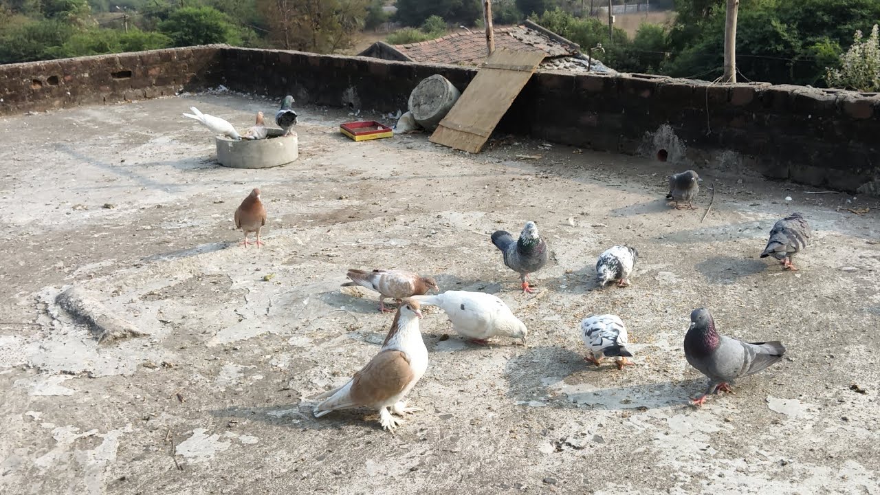 New volg 🫂🙏     #kabutarlover #kabutar #pigeon #maari #vlog 