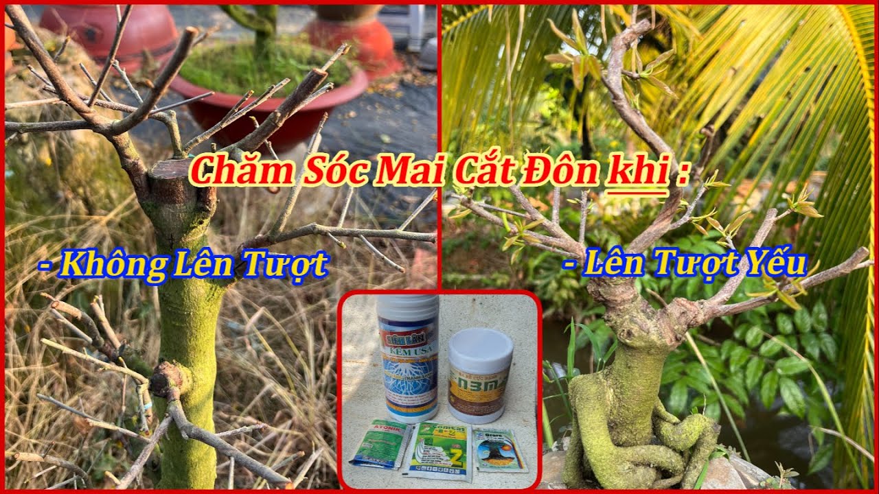 Chăm Sóc Mai Cắt Đôn Không Lên Tượt Hoặc Lên Tượt Yếu | MAI ĐA PHÚC Duy Hiếu |