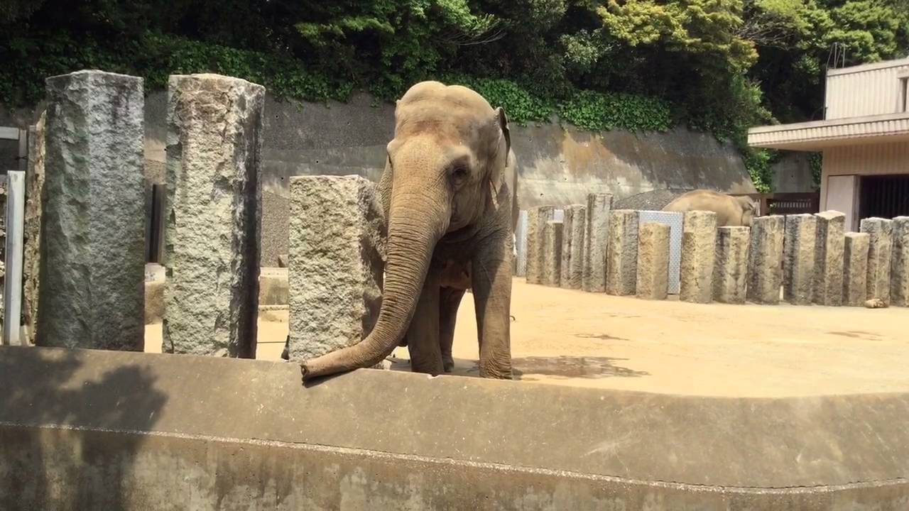 金沢動物園ゾウの調教１