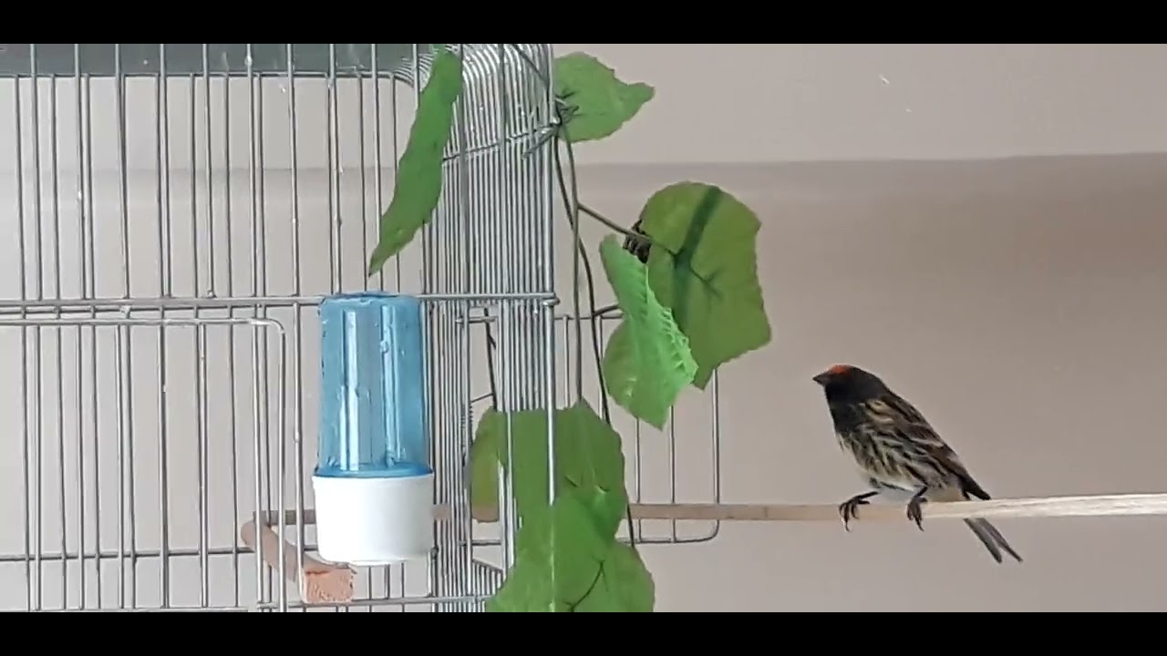 Türk kanaryası ve Mozambik kanaryası.Serinus pusillus.Serinus mozambicus