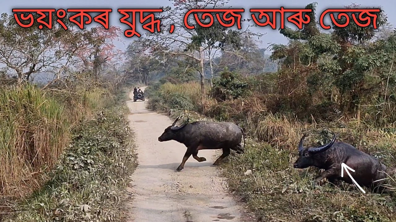 Wild Buffalo Fight in Jungle | Brutal & Real Scene | kaziranga national park wildlife vlog 
