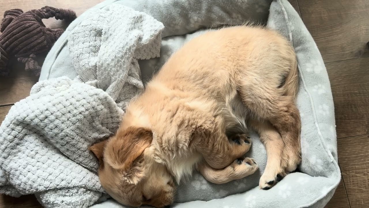All That Mischief Was Exhausting 😴👑 | Sophie - woof you tomorrow dog 🐶 xoxo