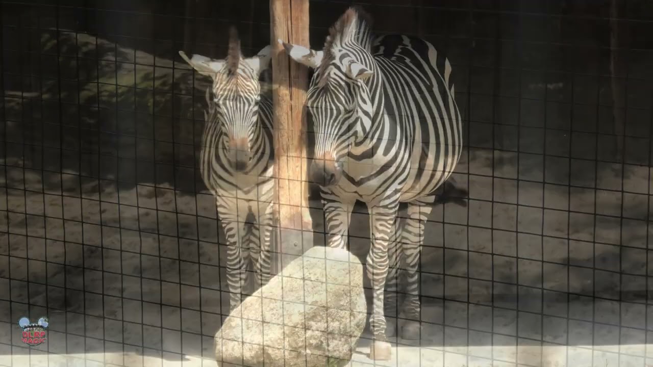Zoo Dortmund | Full Park Tour (All Zoo Animals)