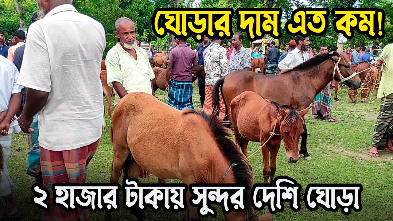 ঘোড়ার দাম এত কম! ২ হাজার টাকায় সুন্দর দেশি ঘোড়া - তুলসিপুর ঘোড়ার হাট, জামালপুর