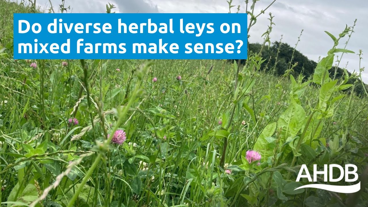 Do diverse herbal leys on mixed farms make sense?