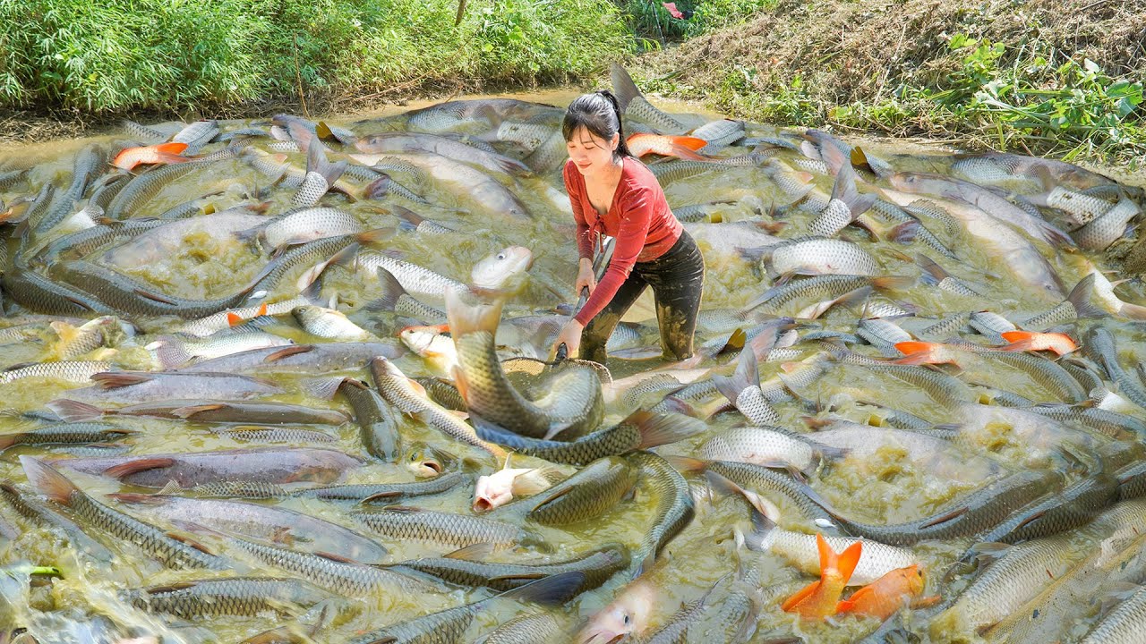 Drained The Fish Pond, Catching Many Carps and Perch To Sell For Villagers At The Countryside Market