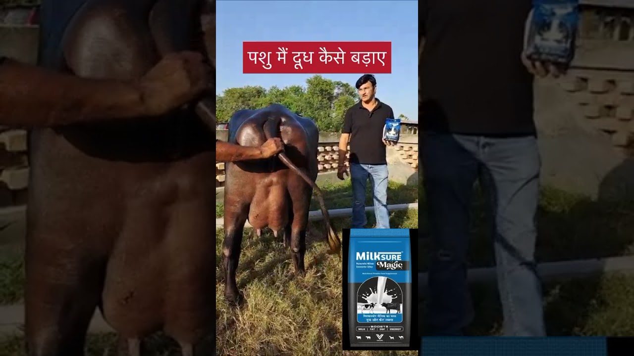 7082739400 Milk Sure Magic#Randeep Malik#Viral#trending#ytshorts